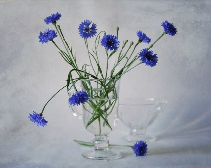 Blue Cornflowers in Vase — Serene, Photograph, Flower