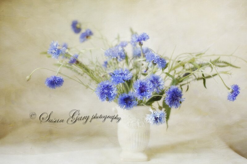 Blue Cornflowers in Vase — Serene, Photograph