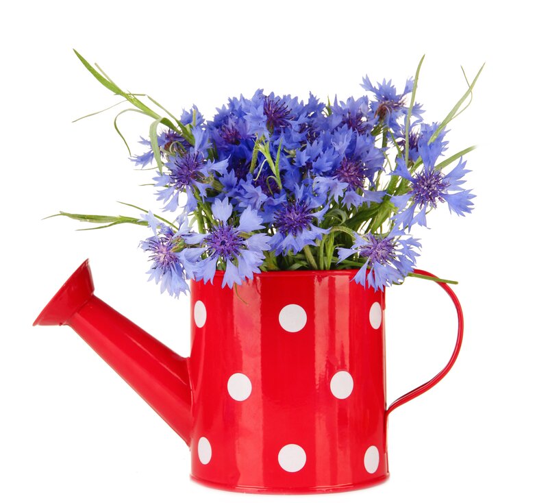 Blue Cornflowers in Watering Can