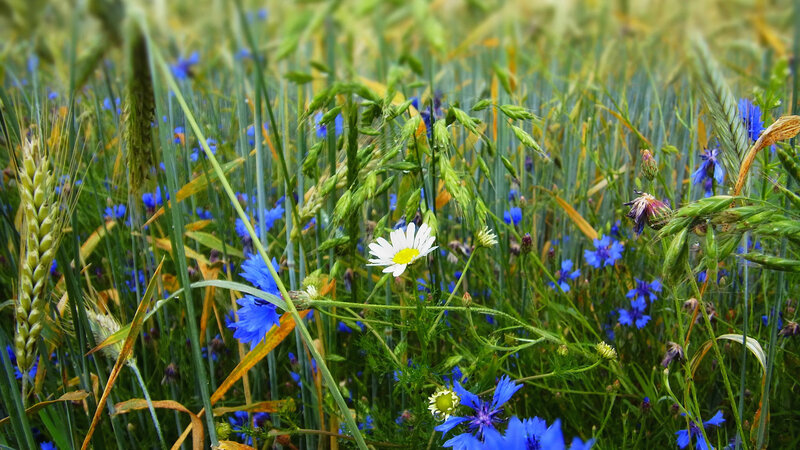 Blue Cornflowers in Wheat Field