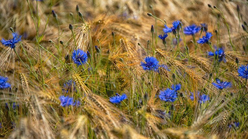 Blue Cornflowers in Wheat — Serene, Summer