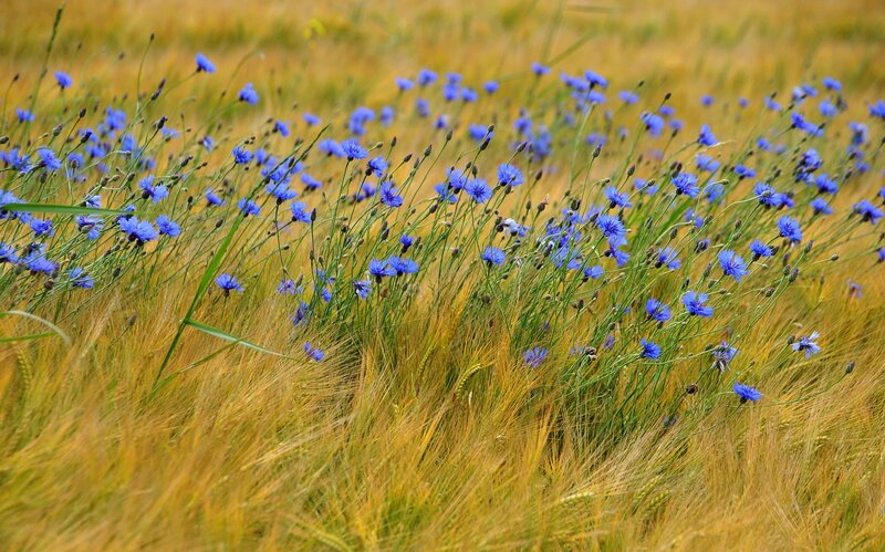 Blue Cornflowers in Wheat — Serene