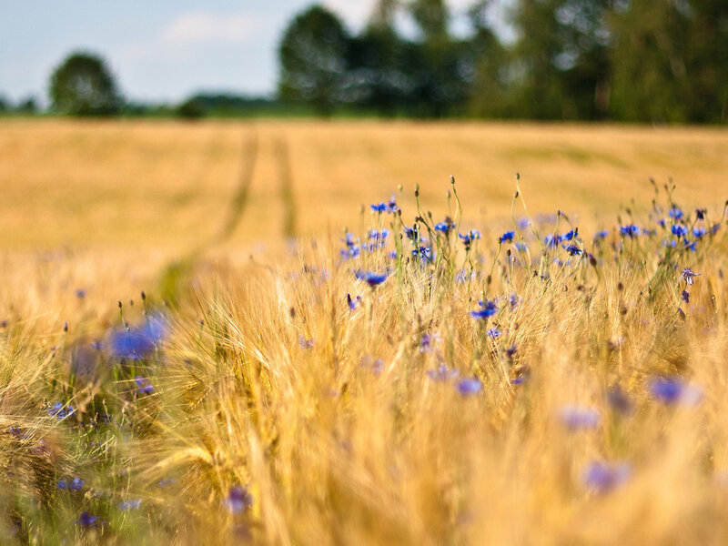Blue Cornflowers in Wheat