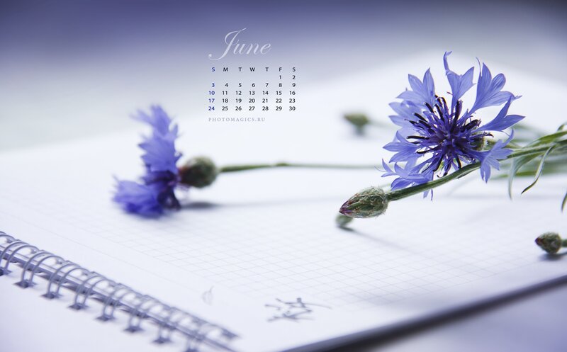 Blue Cornflowers on Notebook