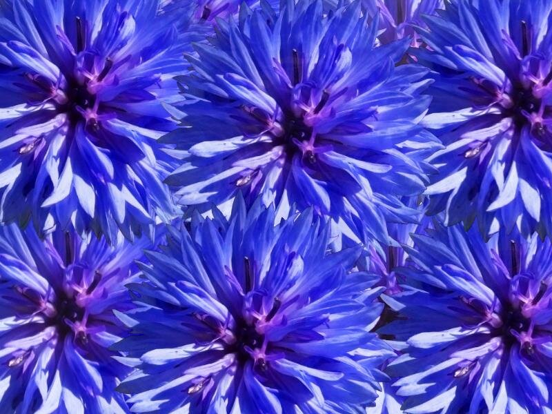 Blue Cornflowers