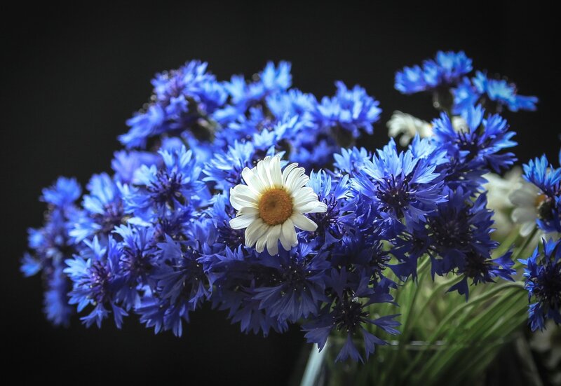 Blue Cornflowers with Daisy