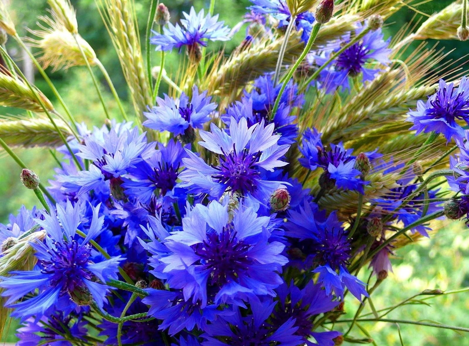 blue cornflowers with wheat