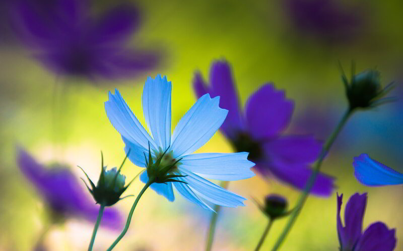 Blue Cosmos Flower — Serene, Afternoon