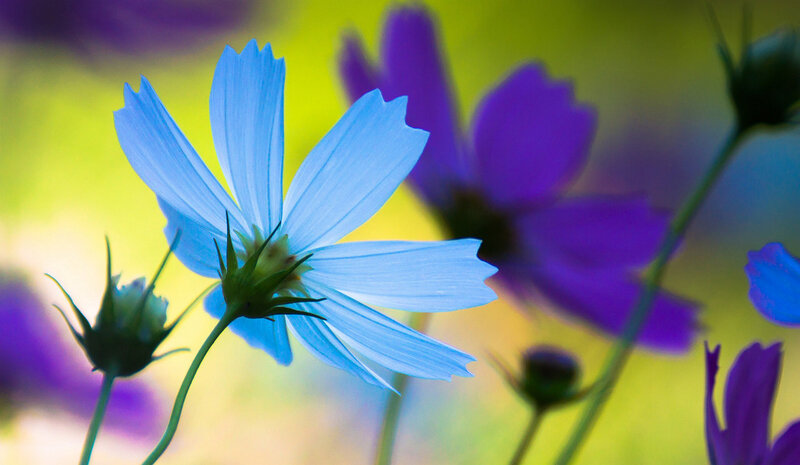 Blue Cosmos Flower — Serene
