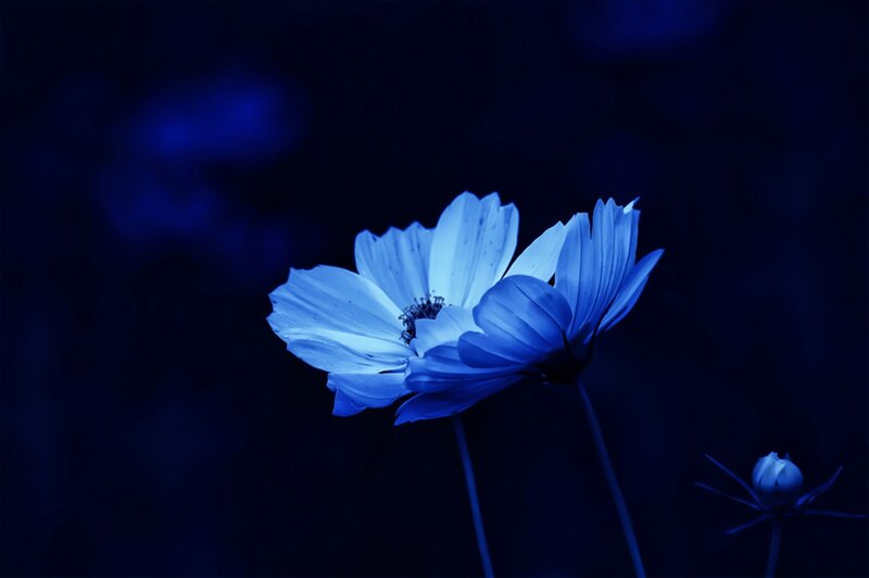 Blue Cosmos Flower