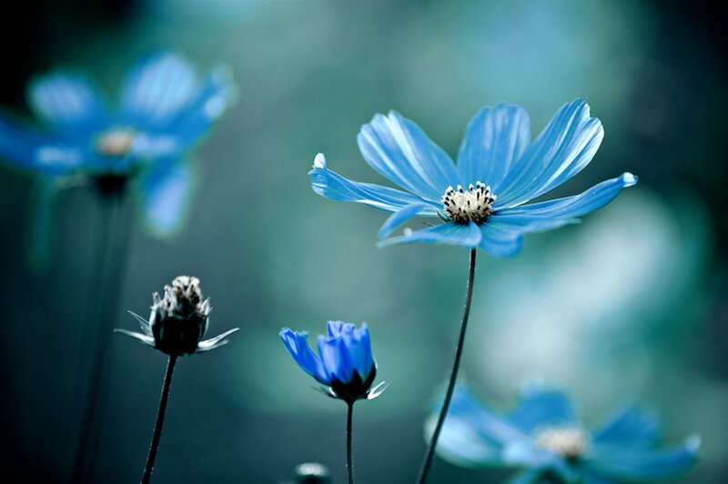 Blue Cosmos Flowers