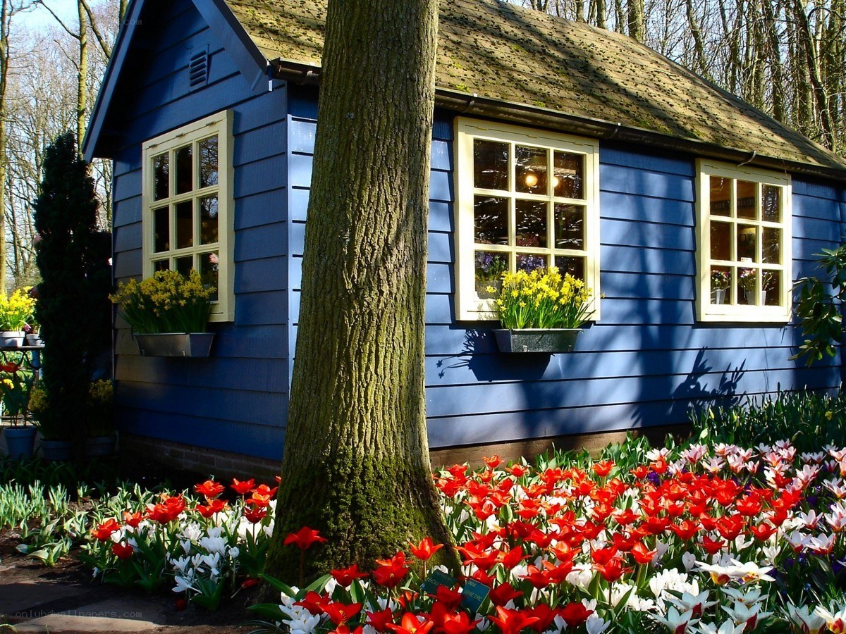blue cottage with tulips