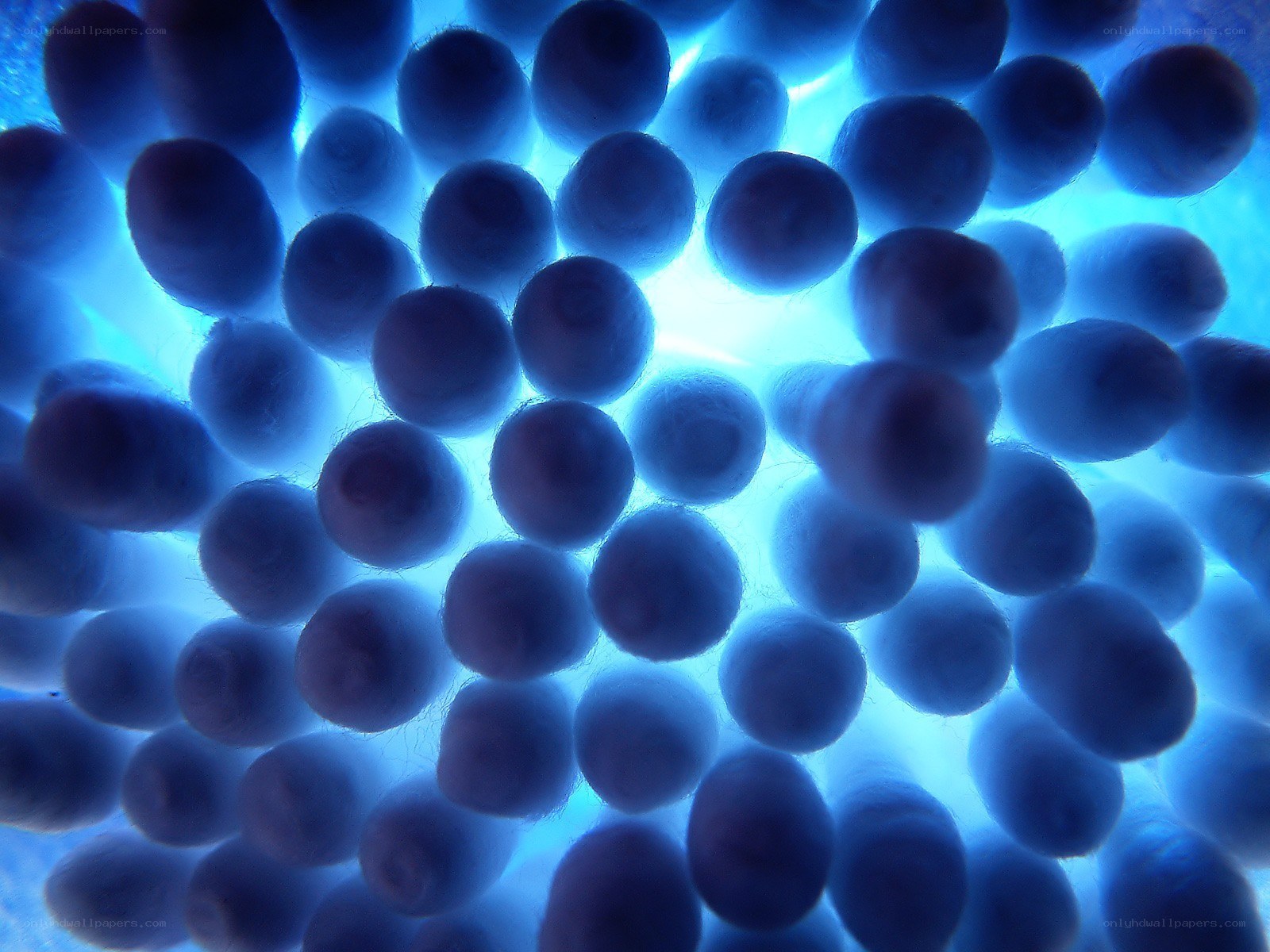 blue cotton balls under light