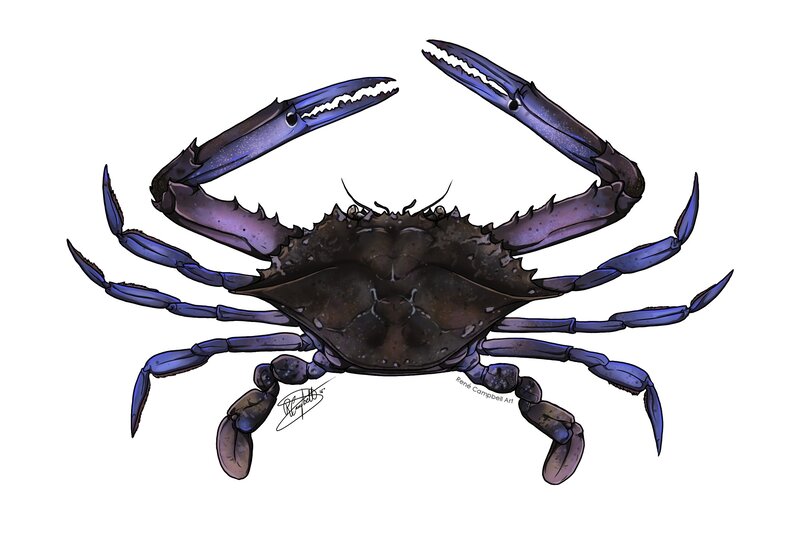 Blue Crab Illustration — Purple