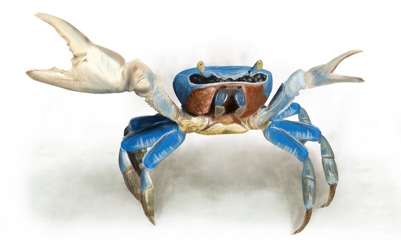 Blue Crab Illustration