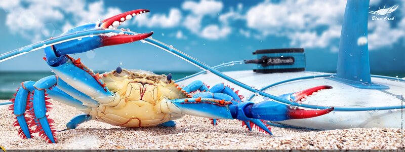 Blue Crab on Beach
