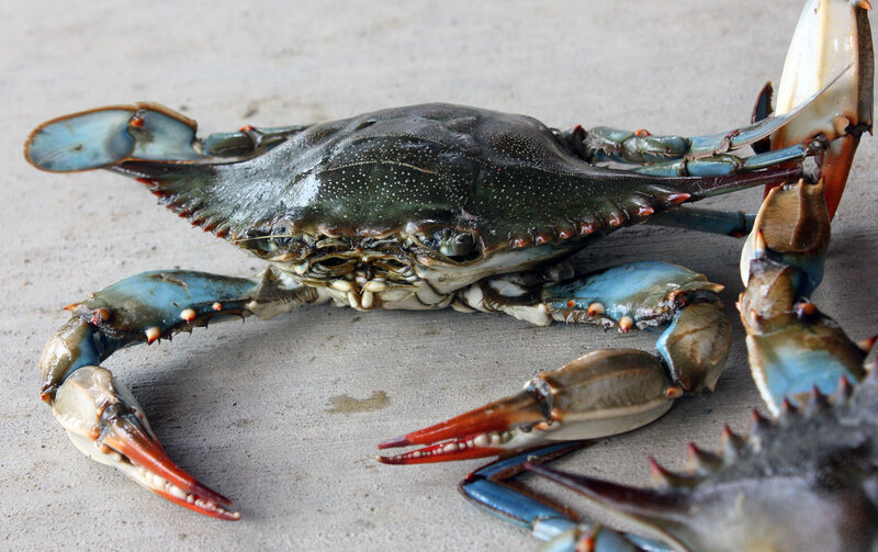 Blue crab on concrete surface