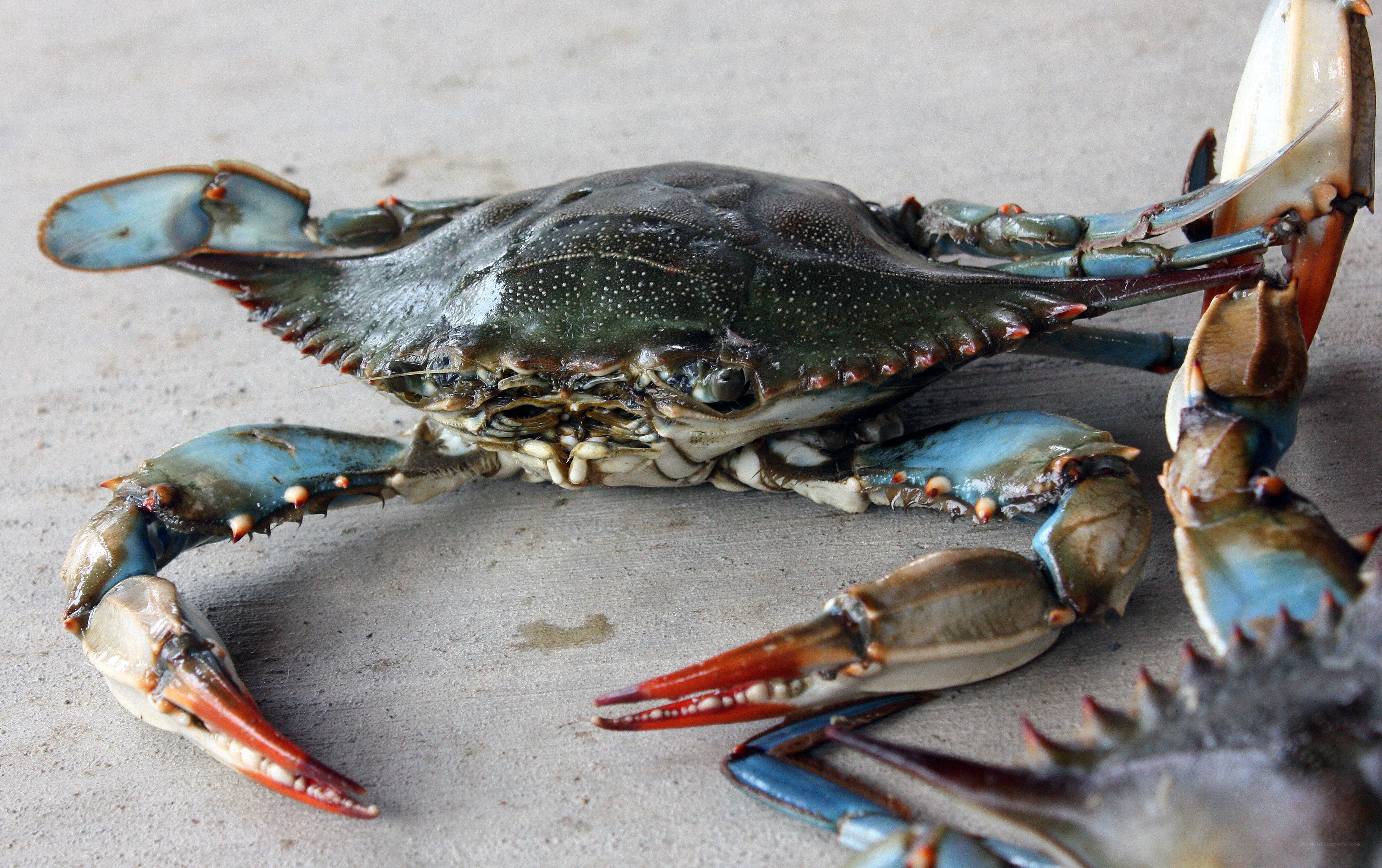 Blue crab on concrete surface