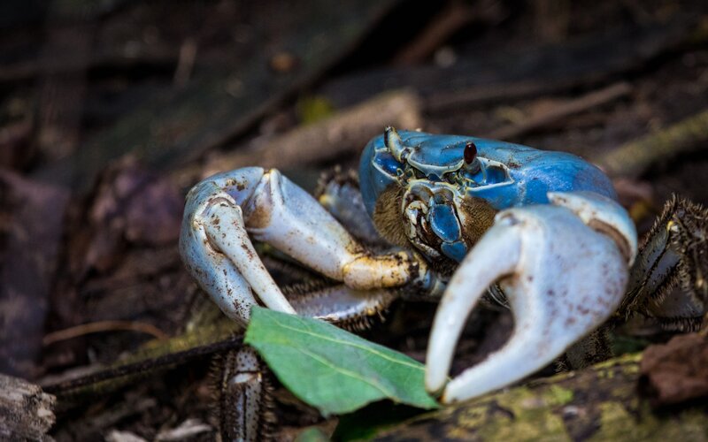 Blue Crab on Forest Floor