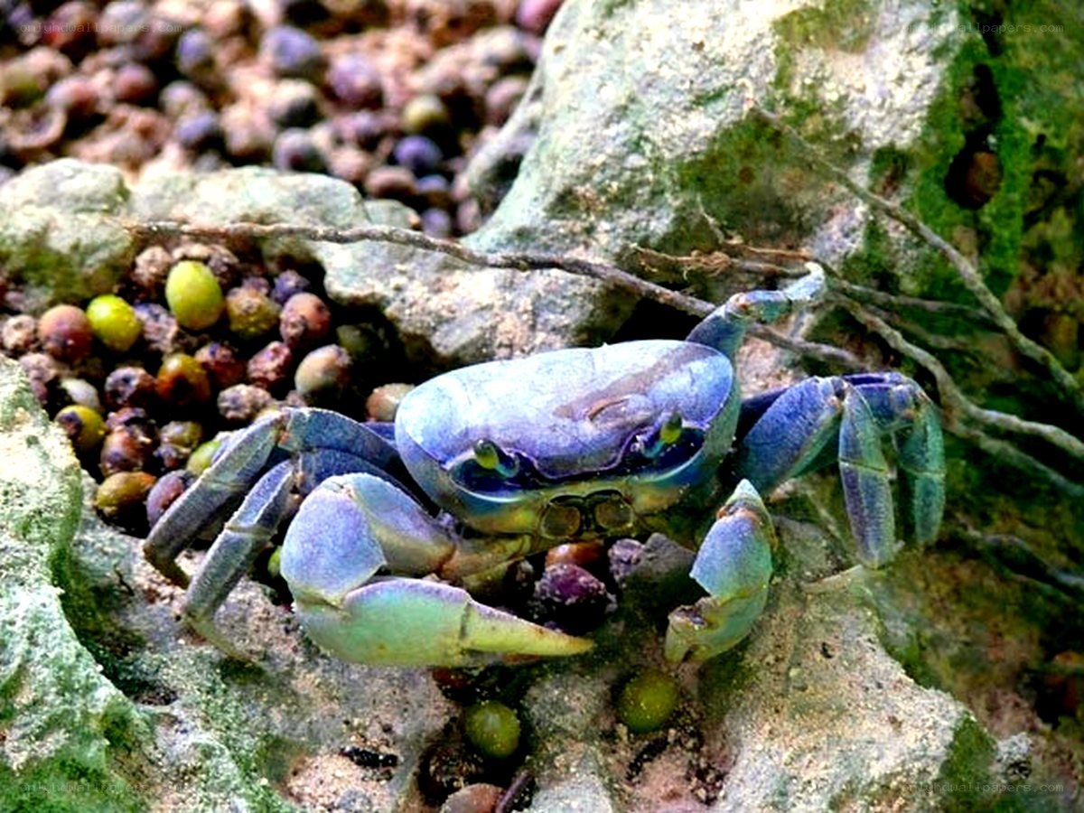 blue crab on rocky shore