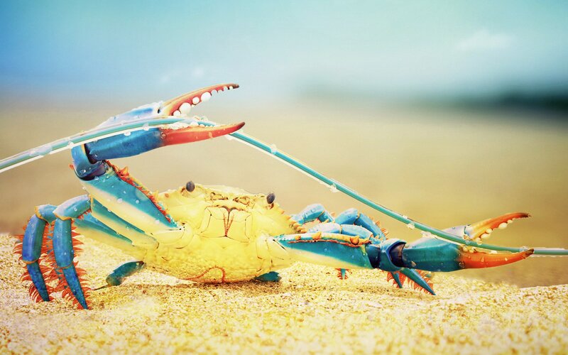 Blue Crab on Sand