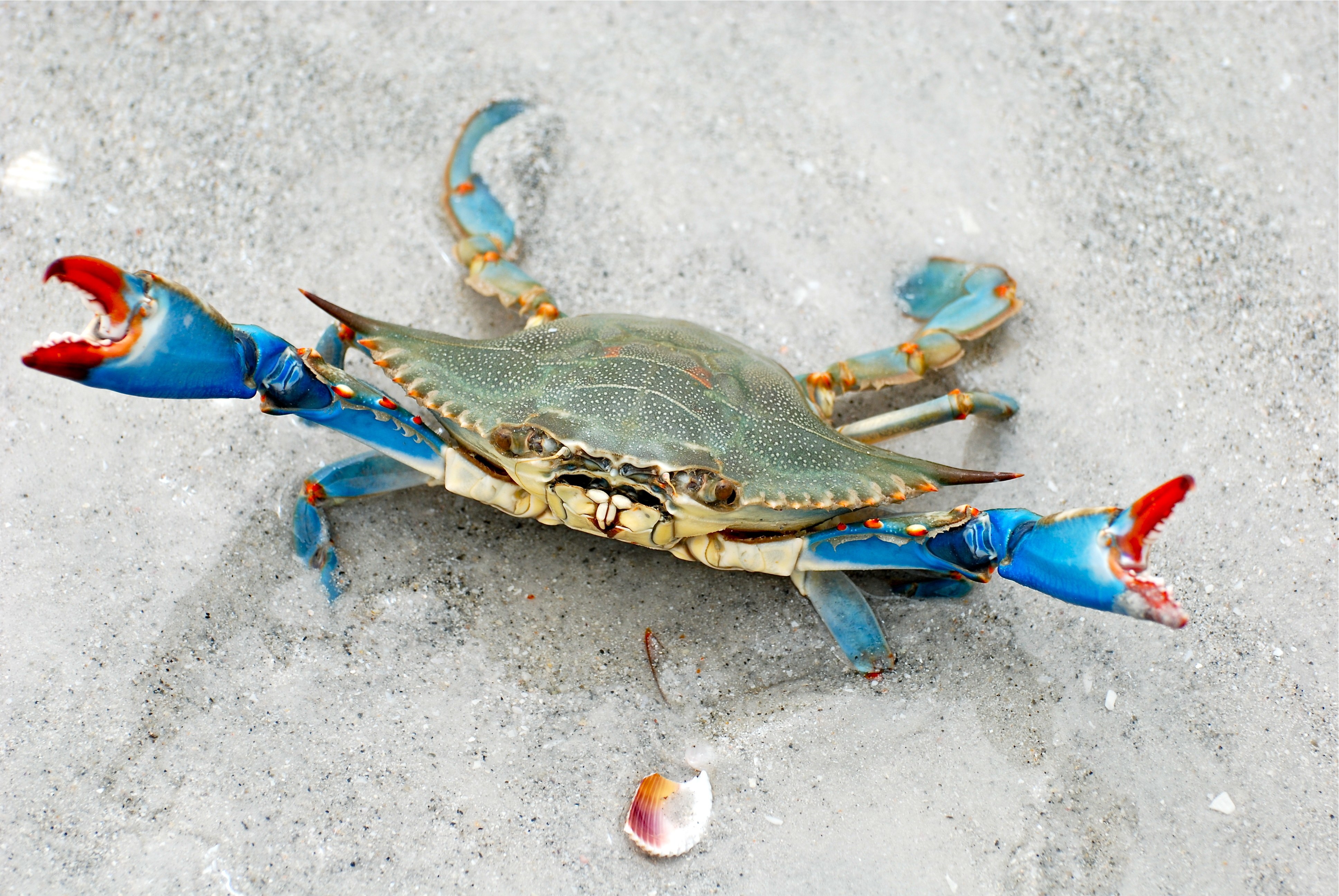 blue crab on sandy beach