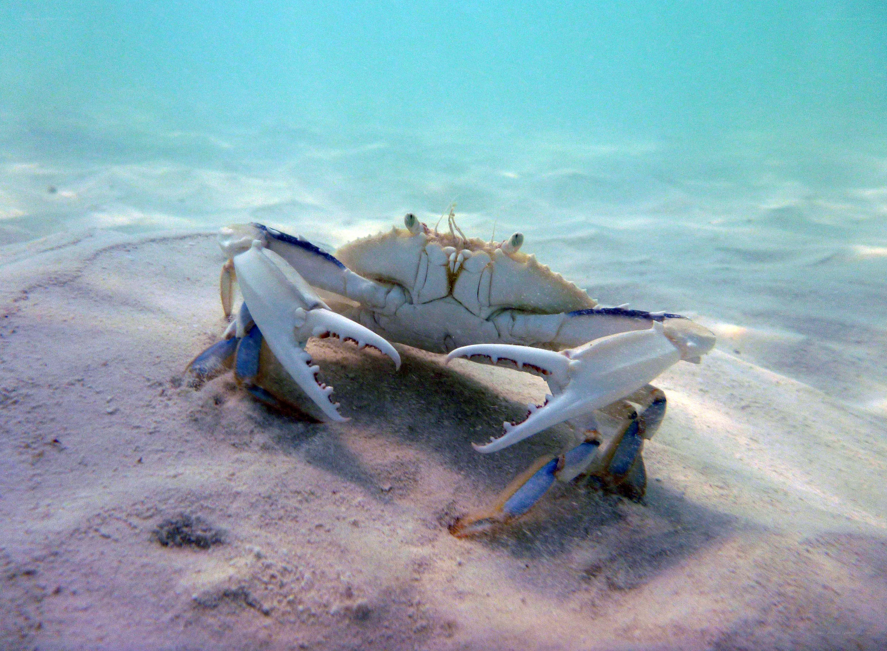blue crab on sandy ocean floor