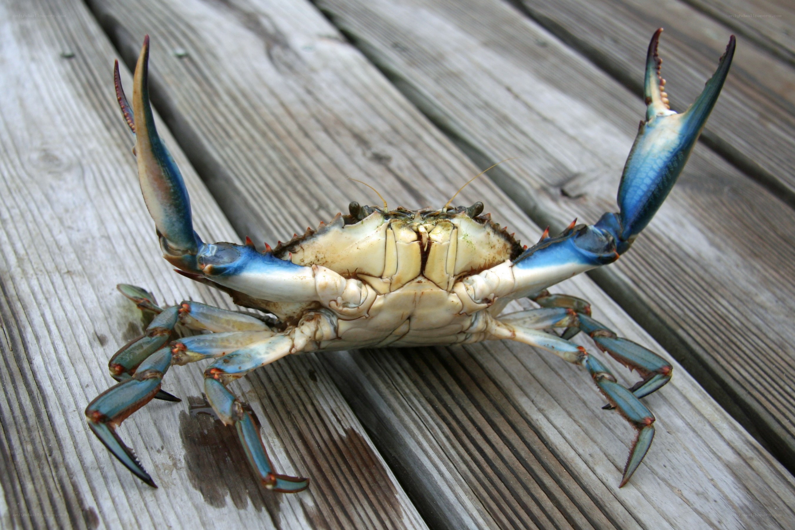 blue crab on wooden deck