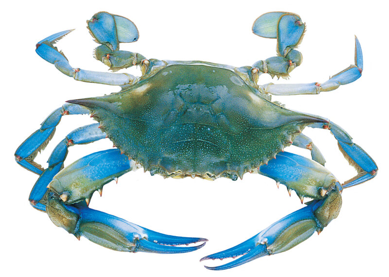 blue crab