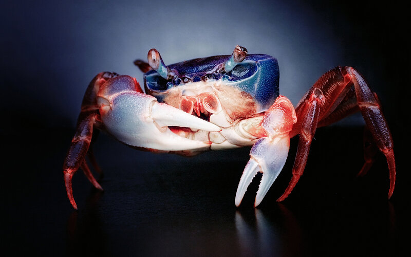 Blue crab with red claws