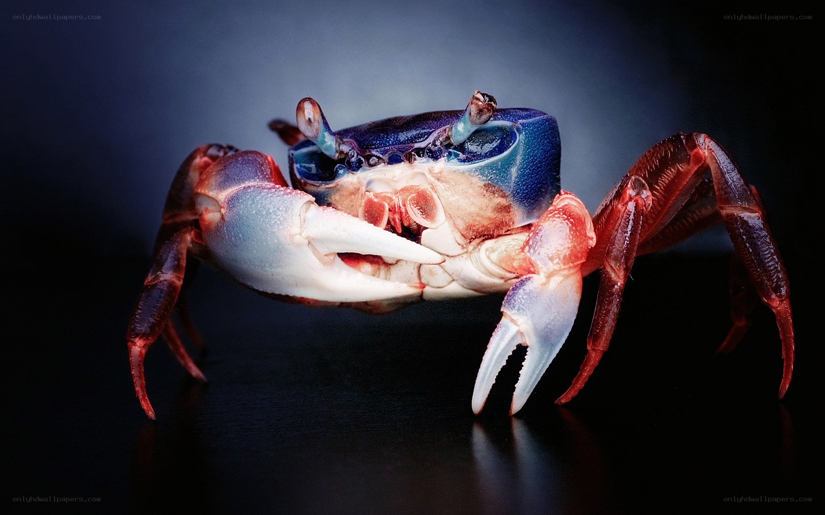 Blue crab with red claws