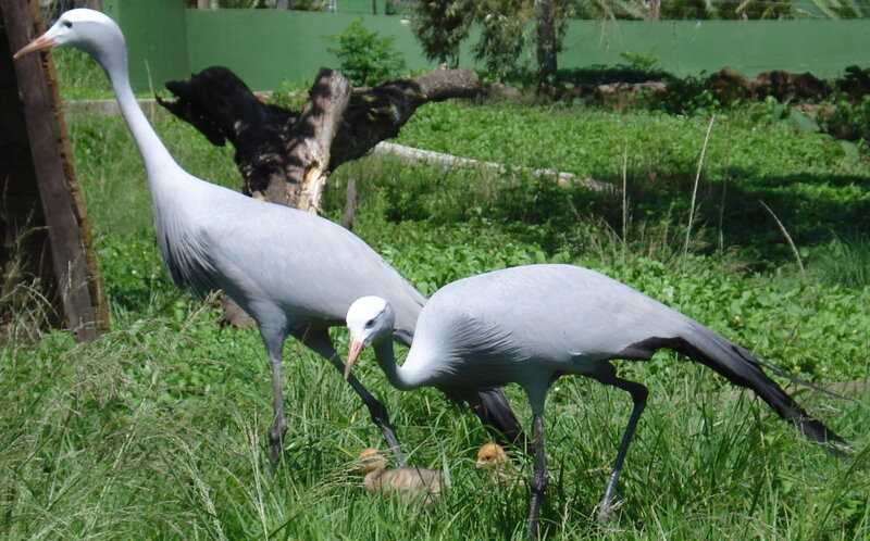 Blue Cranes with Chicks