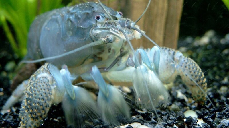 blue crayfish in aquarium