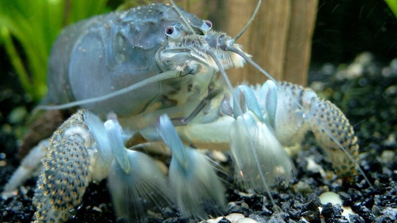 Blue Crayfish in Aquarium — Calm, Photograph, Plants