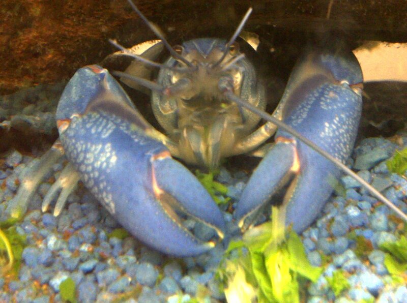 Blue Crayfish in Aquarium — Calm, Photograph