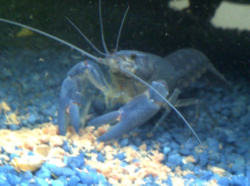 Blue Crayfish in Aquarium — Calm