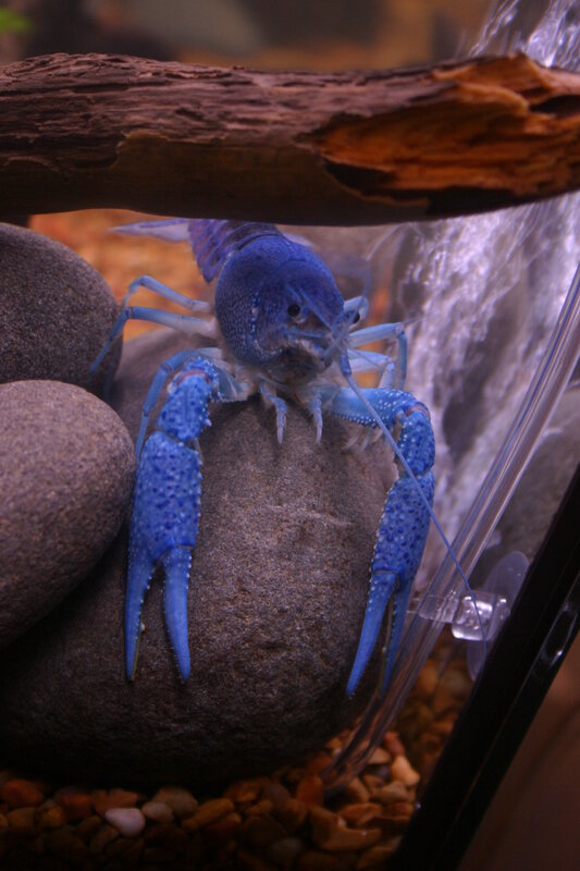 blue crayfish in aquarium