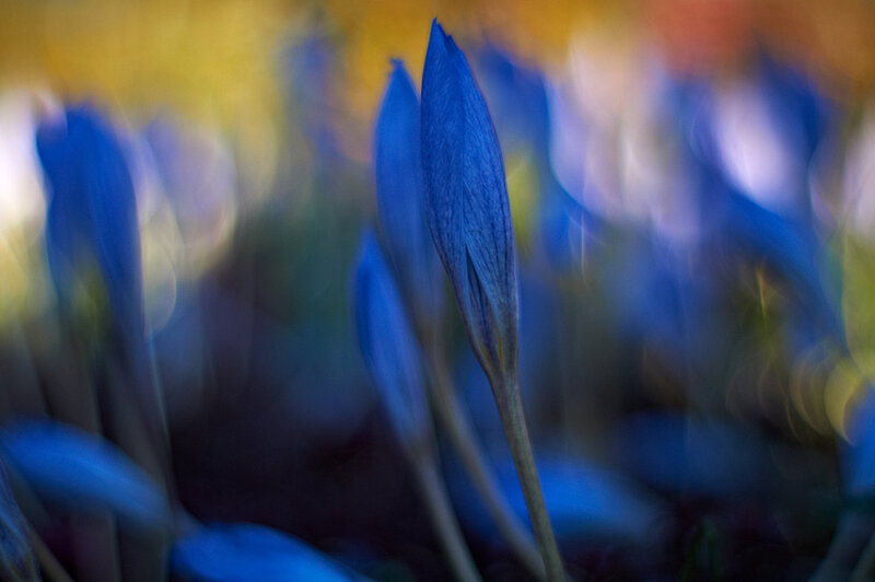 Blue Crocus Buds