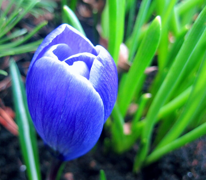 Blue Crocus Flower — Calm
