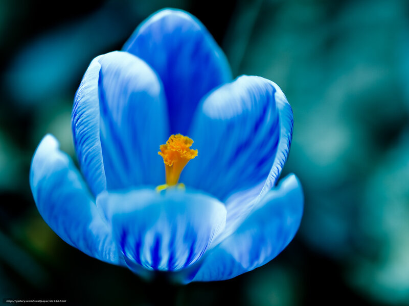Blue crocus flower close-up