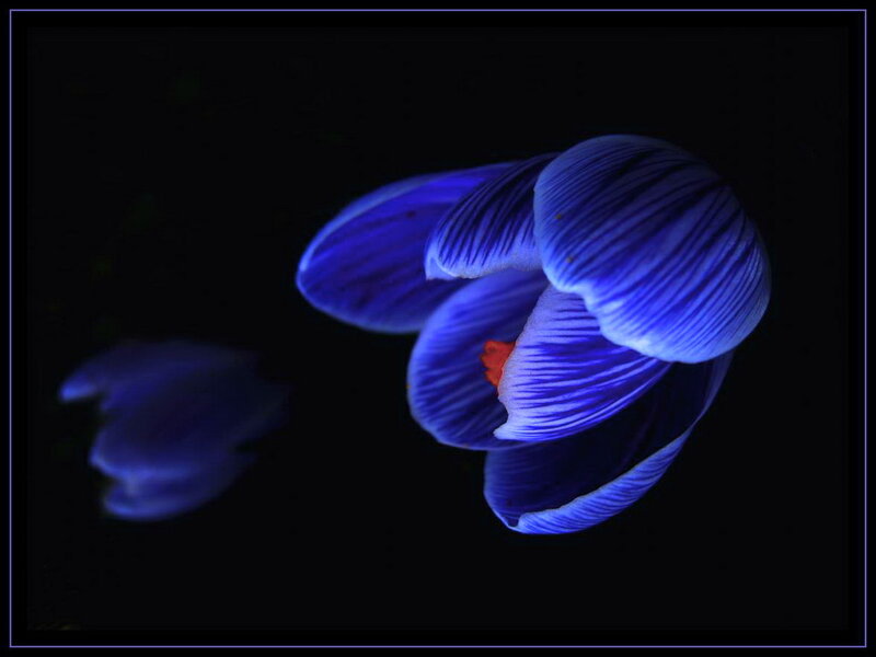 Blue Crocus Flower — Dramatic, Night