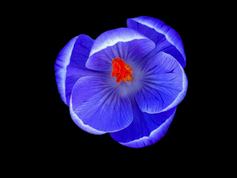 Blue Crocus Flower — Dramatic