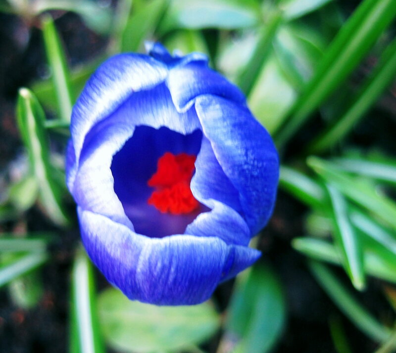 Blue Crocus Flower — Natural