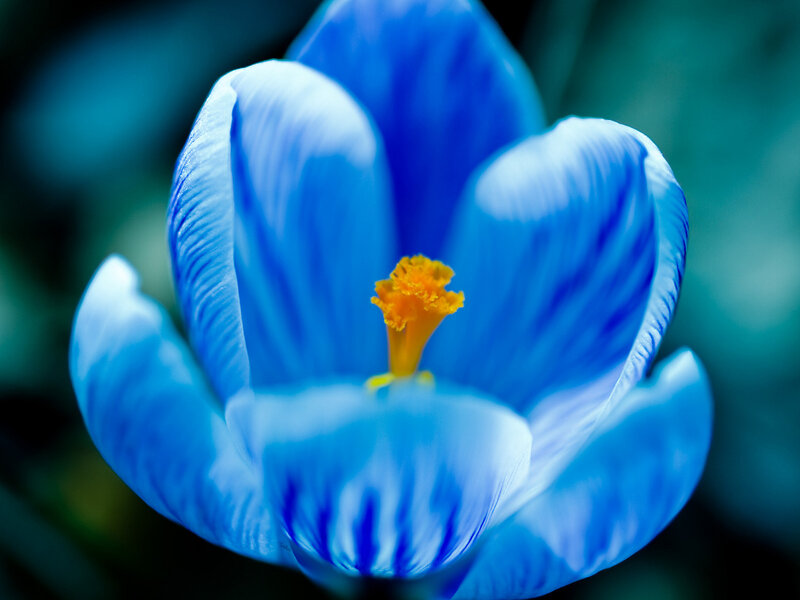 Blue Crocus Flower — Serene, Spring, Photograph