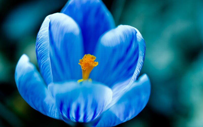 Blue Crocus Flower — Serene, Spring, Photograph, Yellow Stamen