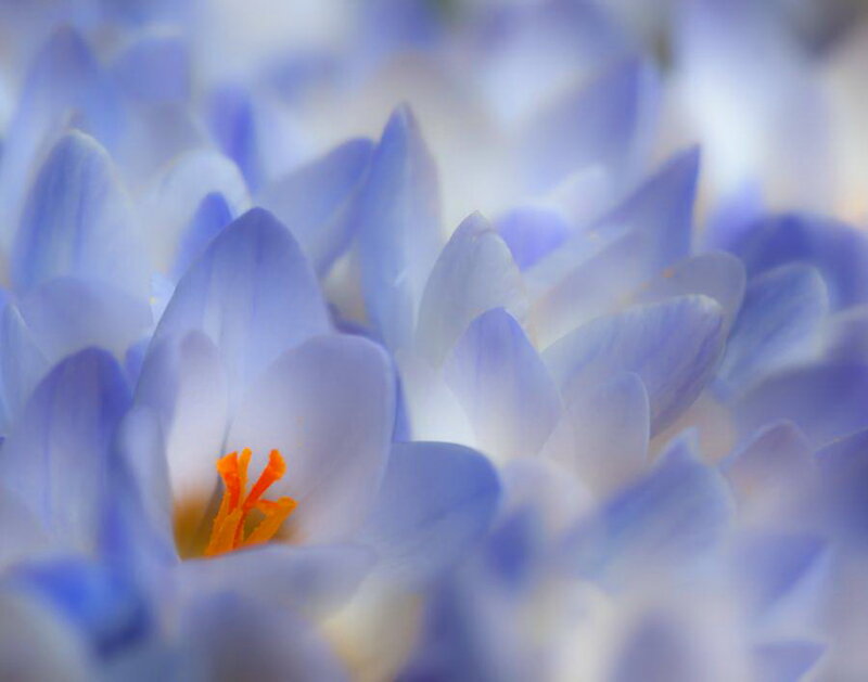Blue Crocus Flower — Serene, Spring