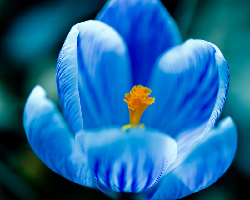Blue Crocus Flower — Serene