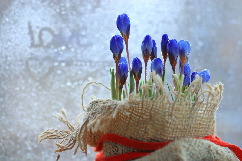 Blue Crocus Flowers — Calm, Spring