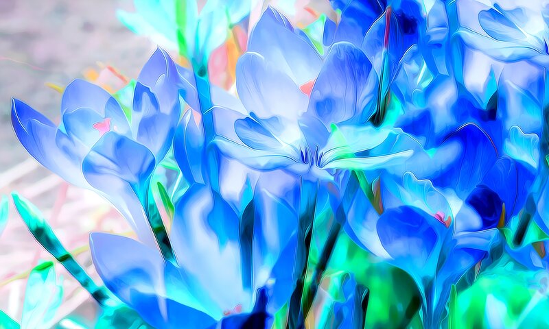 Blue Crocus Flowers — Dreamy