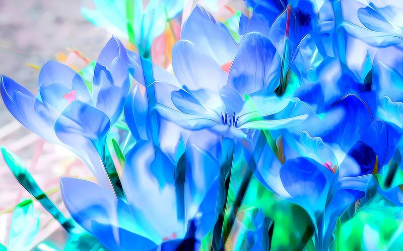 Blue Crocus Flowers — Ethereal